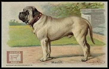9 Mastiff